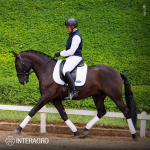 Oásis Interagro, black Lusitano gelding for sale/Photo: TUPA