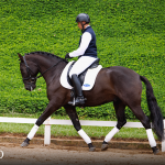 Oásis Interagro, black Lusitano gelding for sale/Photo: TUPA