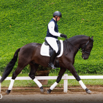 Oásis Interagro, black Lusitano gelding for sale/Photo: TUPA