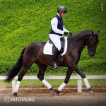 Oásis Interagro, black Lusitano gelding for sale/Photo: TUPA