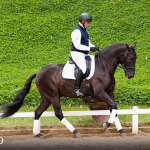 Oásis Interagro, black Lusitano gelding for sale/Photo: TUPA