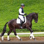 Oásis Interagro, black Lusitano gelding for sale/Photo: TUPA