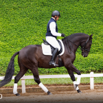 Oásis Interagro, black Lusitano gelding for sale/Photo: TUPA