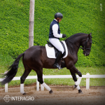 Oásis Interagro, black Lusitano gelding for sale/Photo: TUPA