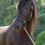 Oásis Interagro, black Lusitano gelding for sale/Photo: TUPA