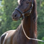 Oásis Interagro, black Lusitano gelding for sale/Photo: TUPA