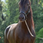 Oásis Interagro, black Lusitano gelding for sale/Photo: TUPA