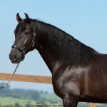 Oásis Interagro, black Lusitano gelding for sale/Photo: TUPA