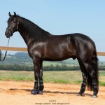 Oásis Interagro, black Lusitano gelding for sale/Photo: TUPA