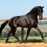 Oásis Interagro, black Lusitano gelding for sale/Photo: TUPA