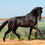 Oásis Interagro, black Lusitano gelding for sale/Photo: TUPA