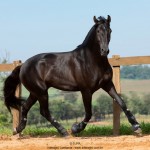 Oásis Interagro, black Lusitano gelding for sale/Photo: TUPA