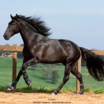 Oásis Interagro, black Lusitano gelding for sale/Photo: TUPA