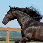 Oásis Interagro, black Lusitano gelding for sale/Photo: TUPA