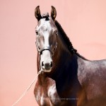 Oásis Interagro, black Lusitano gelding for sale/Interagro Lusitanos