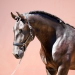Oásis Interagro, black Lusitano gelding for sale/Interagro Lusitanos