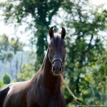 Oásis Interagro, black Lusitano gelding for sale/Interagro Lusitanos