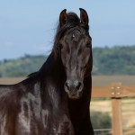 Oásis Interagro, black Lusitano gelding for sale/Photo: TUPA
