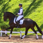 Oásis Interagro, black Lusitano gelding for sale/Photo: TUPA