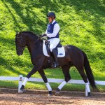 Oásis Interagro, black Lusitano gelding for sale/Photo: TUPA