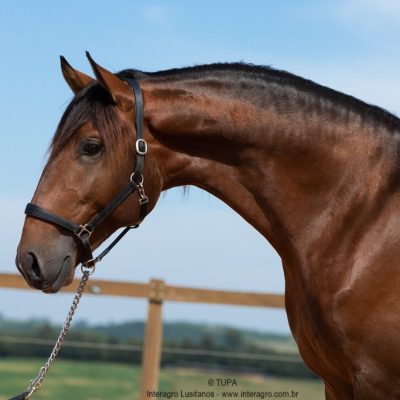 Obsequium Interagro/TUPA