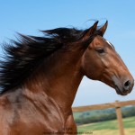 Obsequium Interagro/TUPA