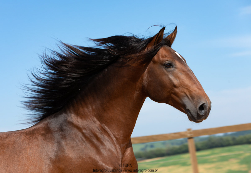 Obsequium Interagro/TUPA