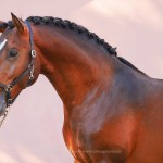 Obsequium Interagro/Interagro Lusitanos