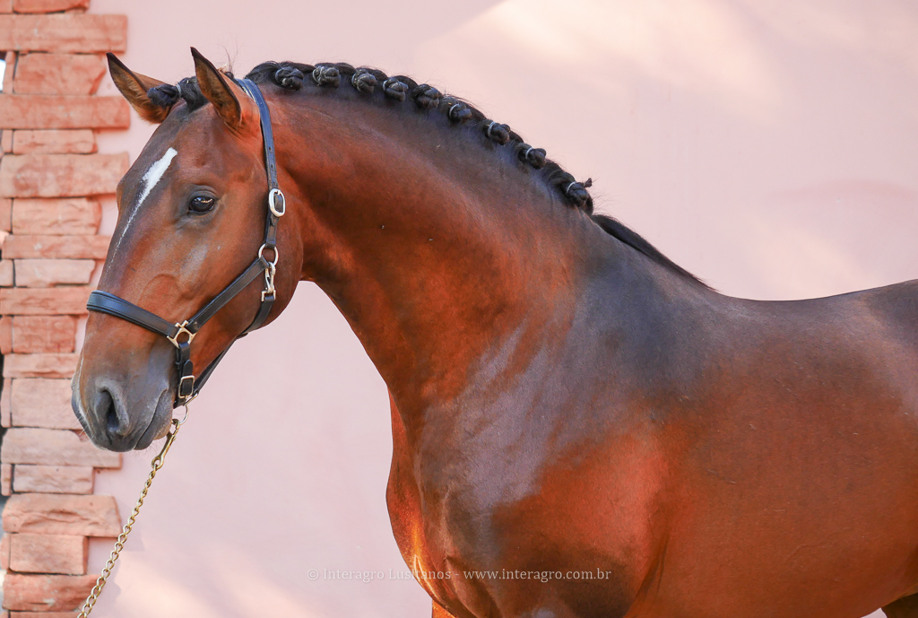 Obsequium Interagro/Interagro Lusitanos