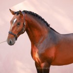 Obsequium Interagro/Interagro Lusitanos