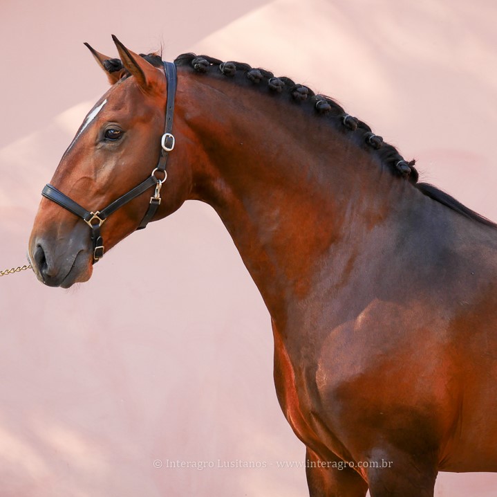 Obsequium Interagro/Interagro Lusitanos