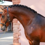 Obsequium Interagro/Interagro Lusitanos