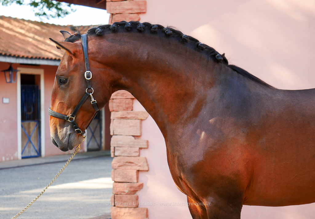 Obsequium Interagro/Interagro Lusitanos