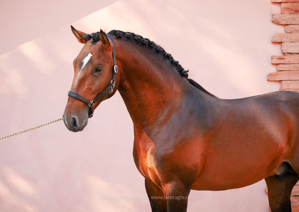 Obsequium Interagro/Interagro Lusitanos