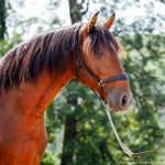 Obsequium Interagro/Interagro Lusitanos