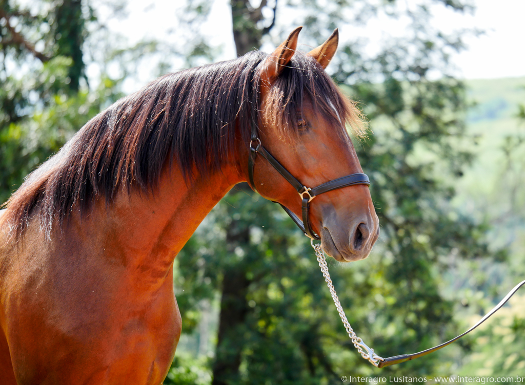 Obsequium Interagro/Interagro Lusitanos