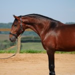 Obsequium Interagro/Interagro Lusitanos