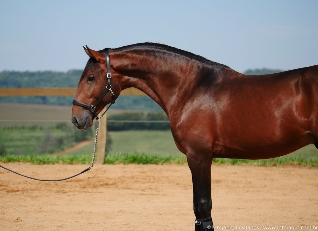 Obsequium Interagro/Interagro Lusitanos