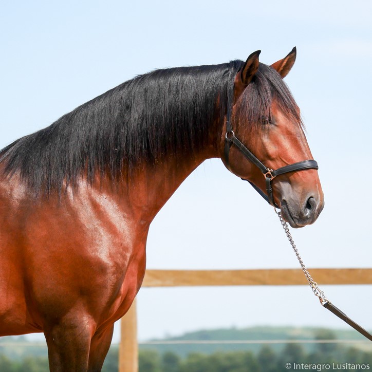 Obsequium Interagro/Interagro Lusitanos