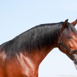 Obsequium Interagro/Interagro Lusitanos