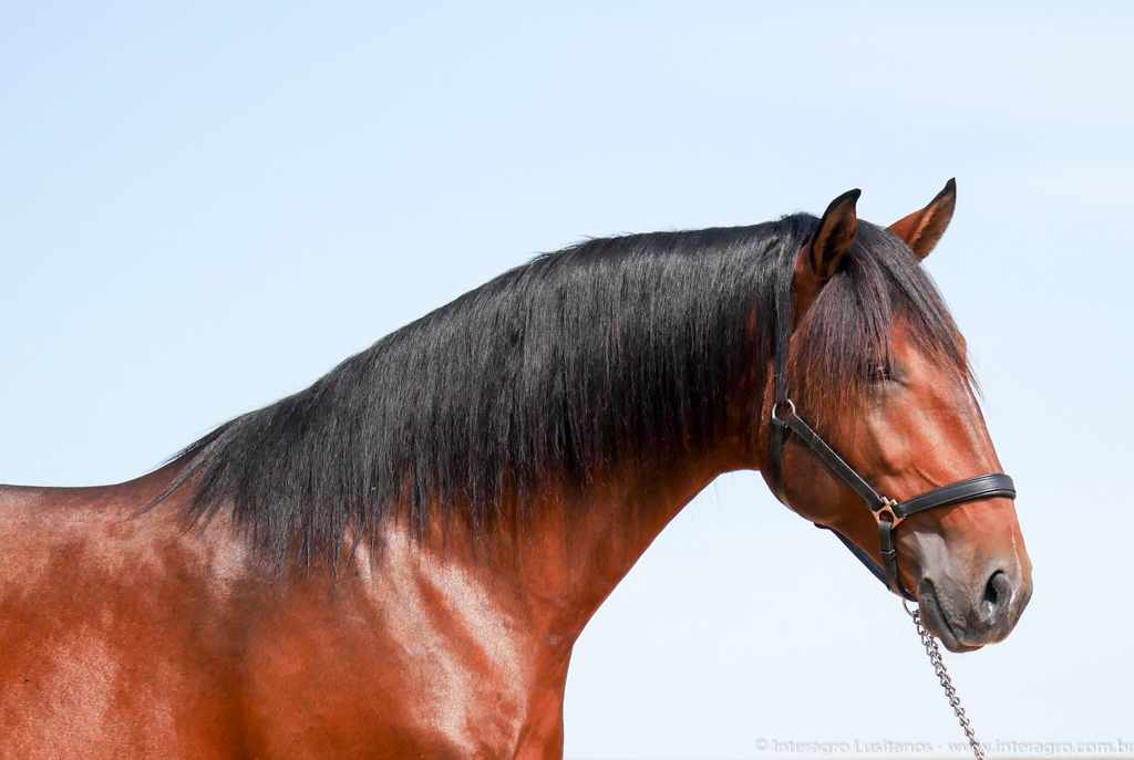 Obsequium Interagro/Interagro Lusitanos