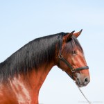 Obsequium Interagro/Interagro Lusitanos