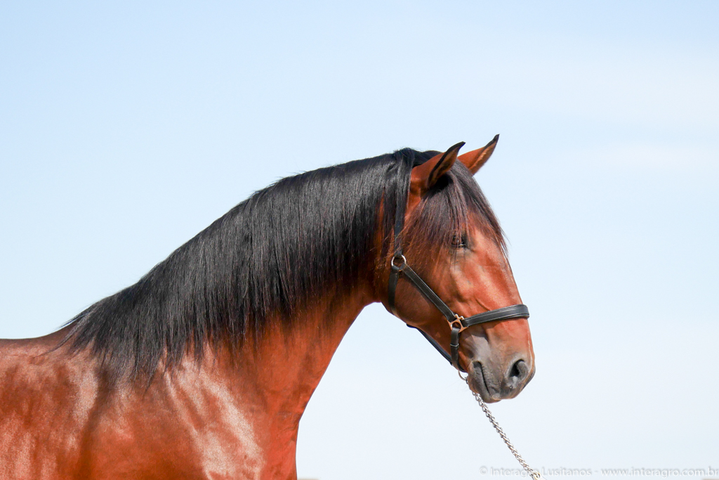 Obsequium Interagro/Interagro Lusitanos