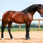 Obsequium Interagro/Interagro Lusitanos