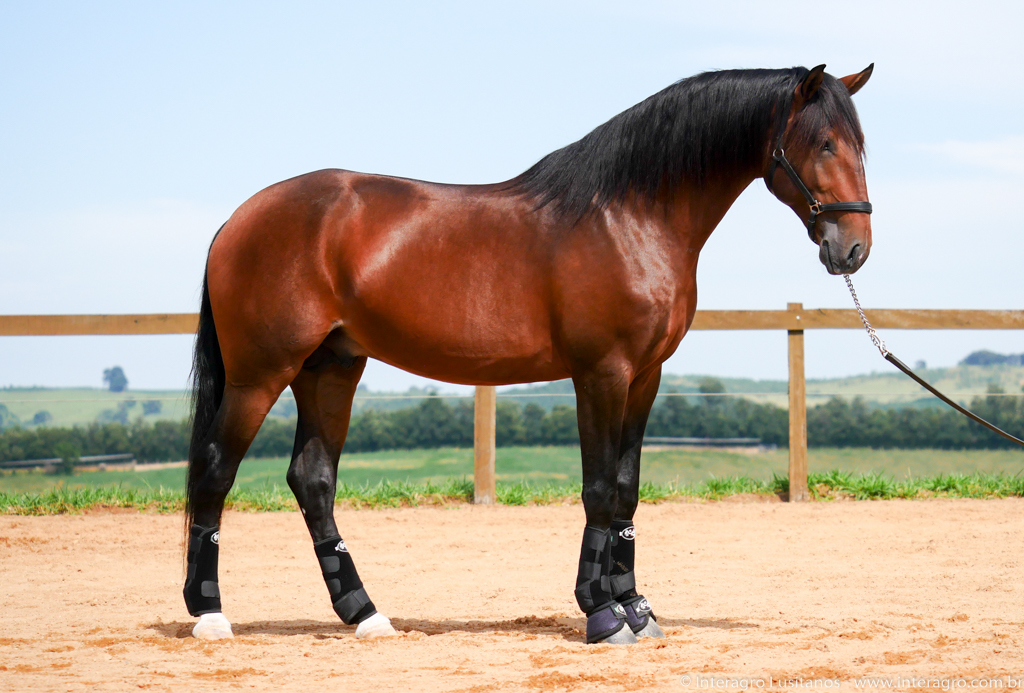 Obsequium Interagro/Interagro Lusitanos