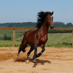 Obsequium Interagro/Interagro Lusitanos