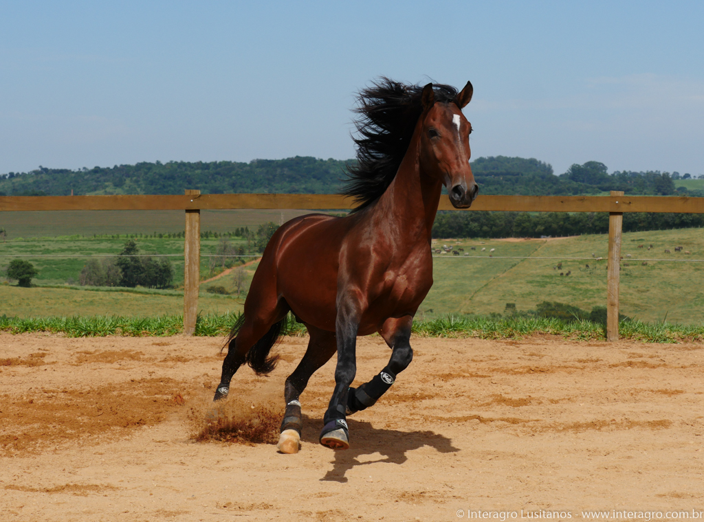 Obsequium Interagro/Interagro Lusitanos