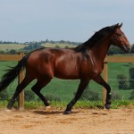 Obsequium Interagro/Interagro Lusitanos