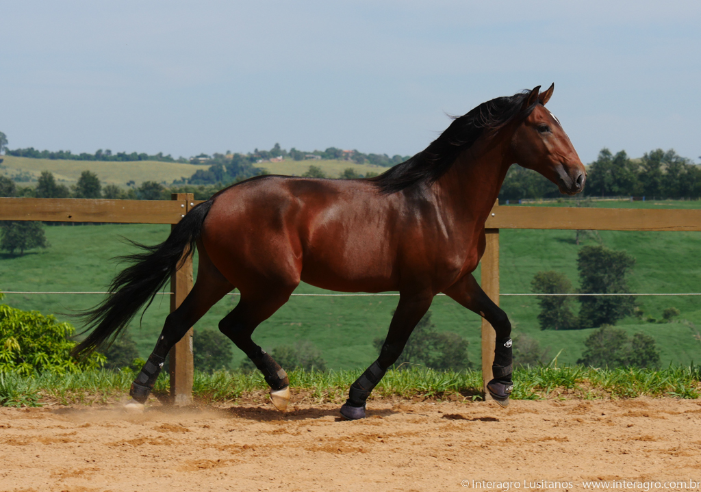 Obsequium Interagro/Interagro Lusitanos
