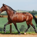 Obsequium Interagro/Interagro Lusitanos